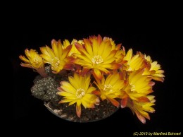Sulcorebutia steinbachii v. steinbachii 1649